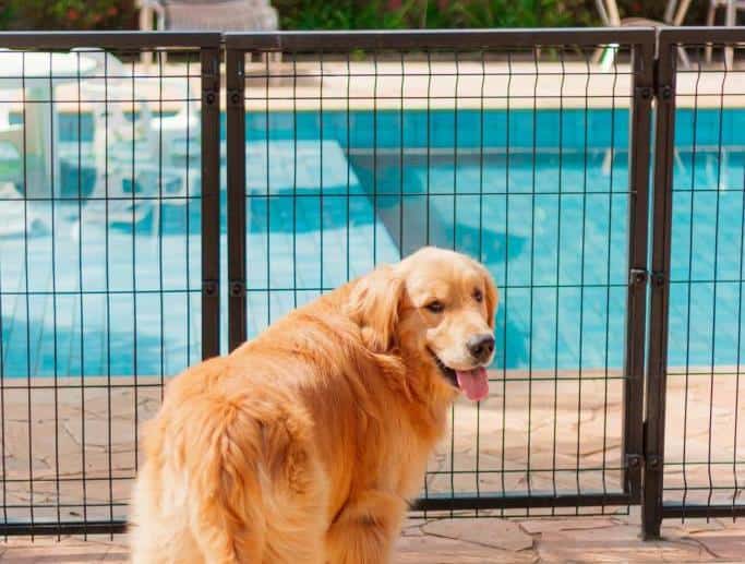 Golden retriever in front of aluminium pool fence